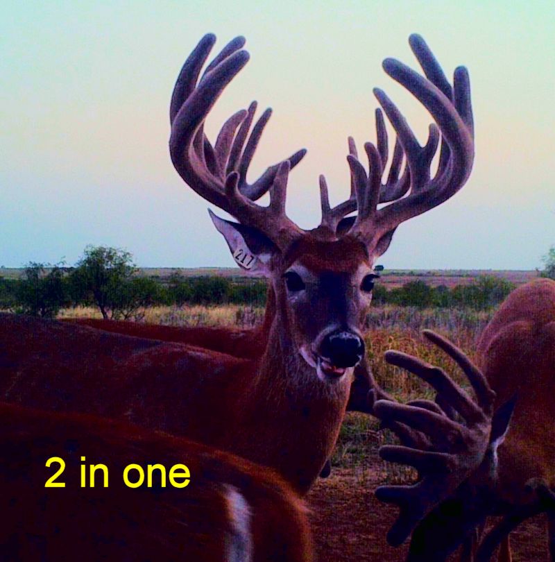 High Fence Guided Trophy Deer Hunting Preserve in Oklahoma | R&P Whitetails